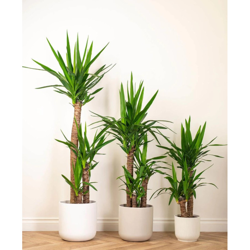 Yucca