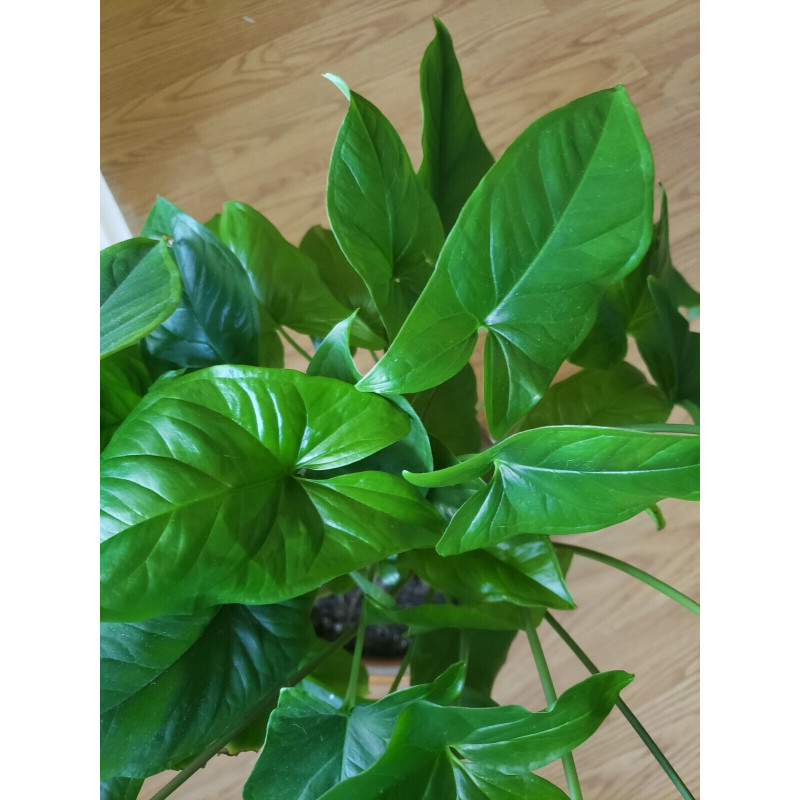 Arrowhead Philodendron Plant.